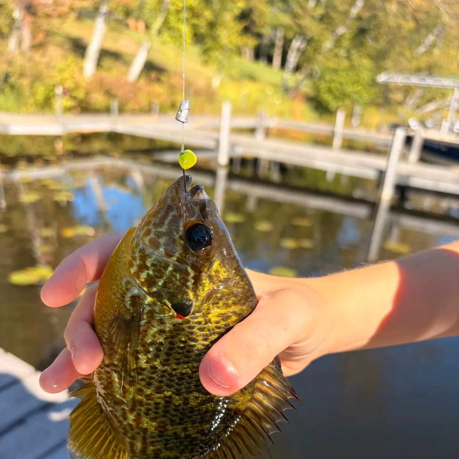 Pumpkinseed caught on Fishbrain