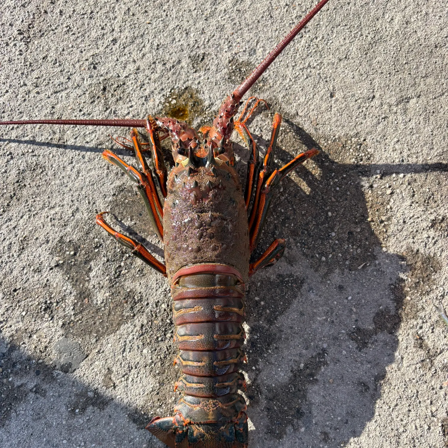The most recent California spiny lobster catches on Fishbrain
