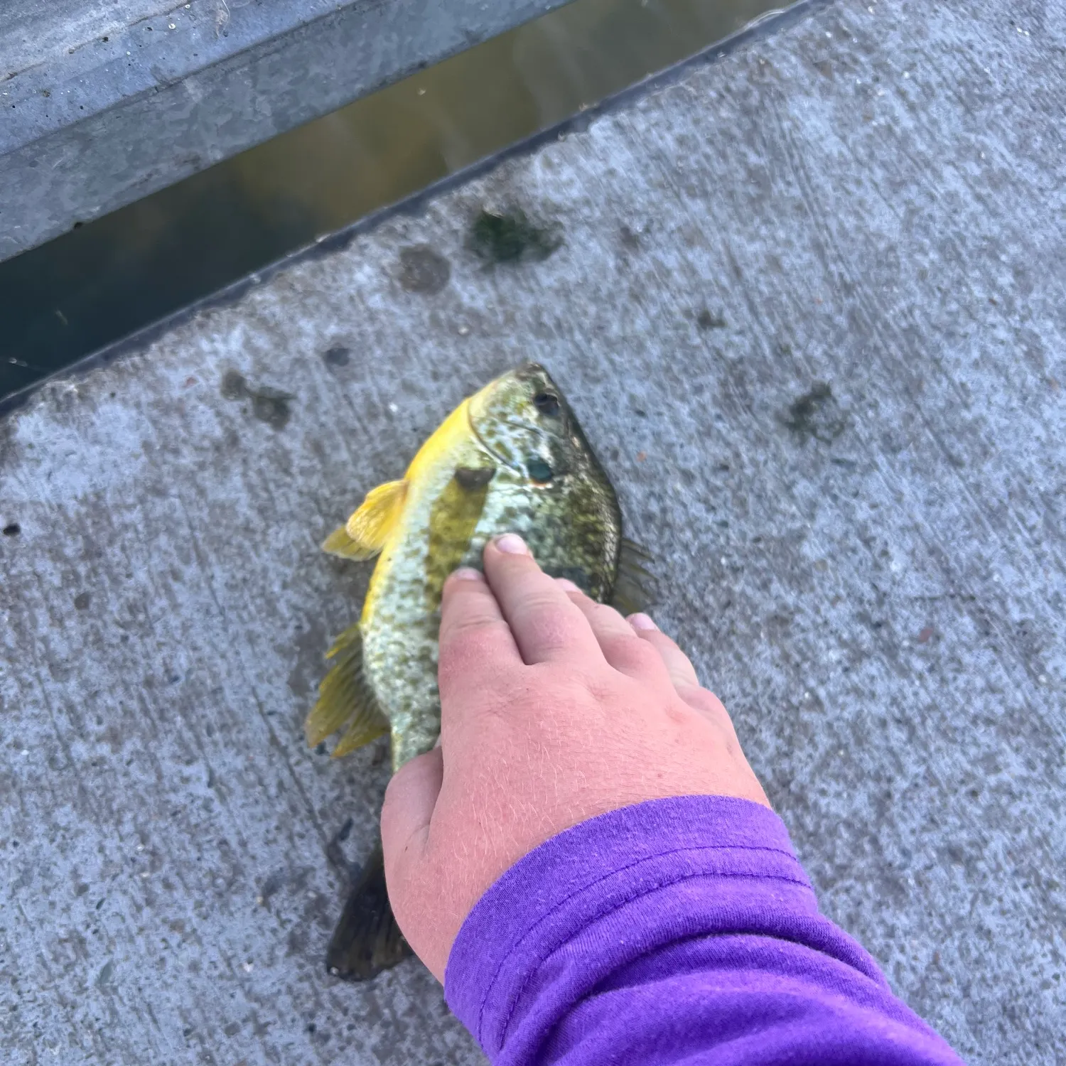 Redear sunfish caught on Fishbrain