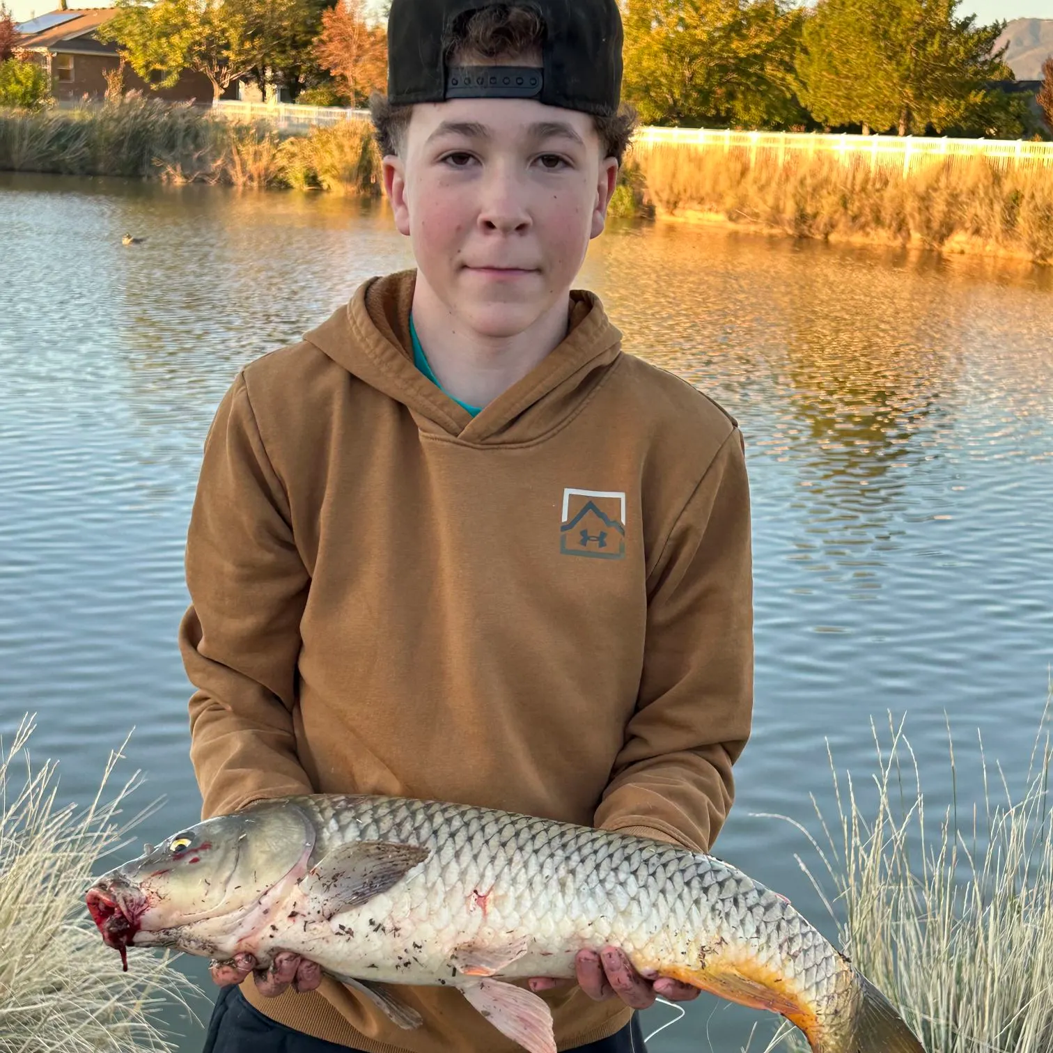 Common carp caught on Fishbrain