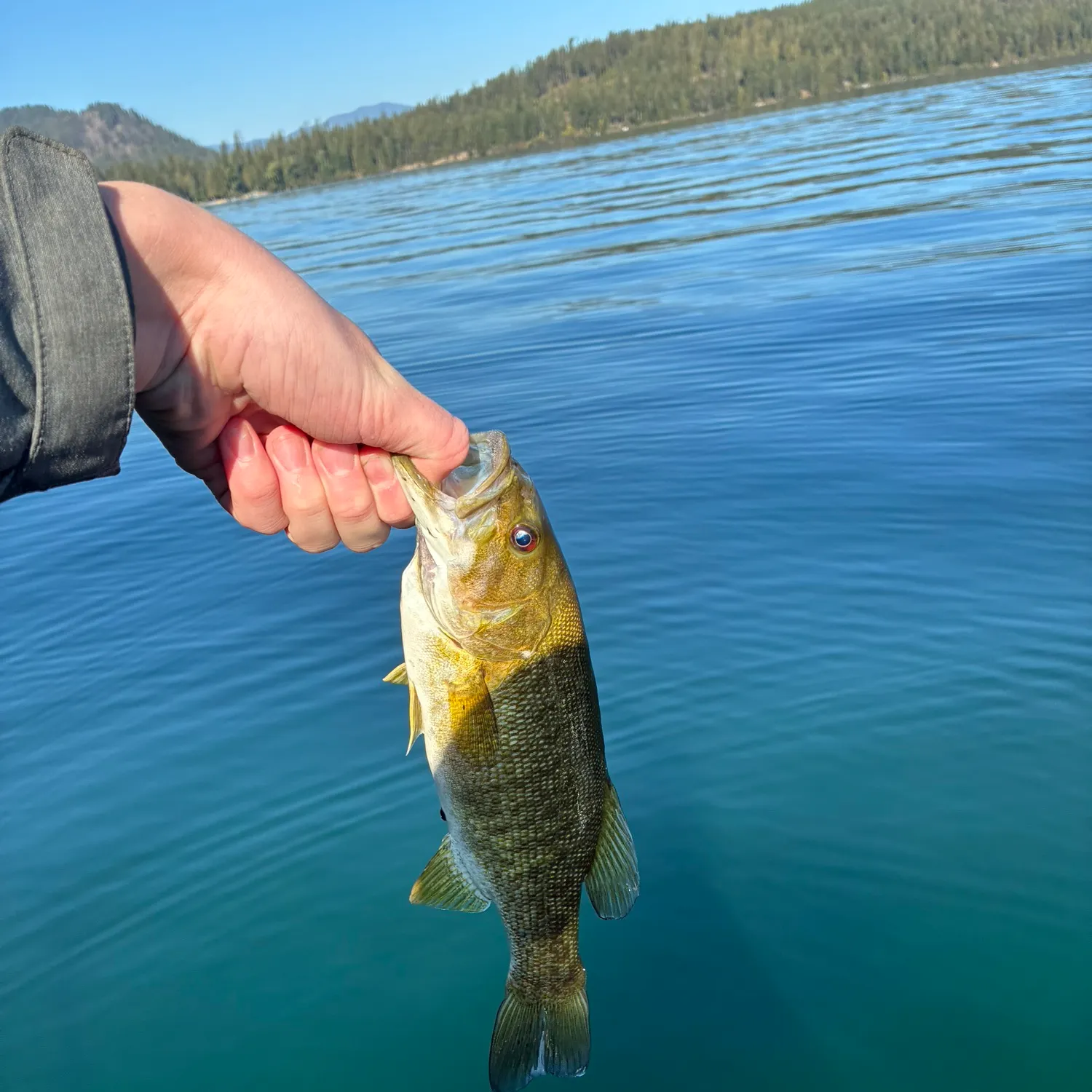 Smallmouth bass caught on Fishbrain
