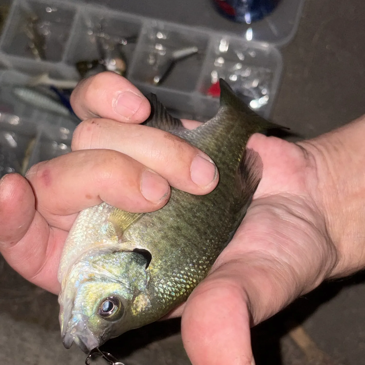 Bluegill caught on Fishbrain