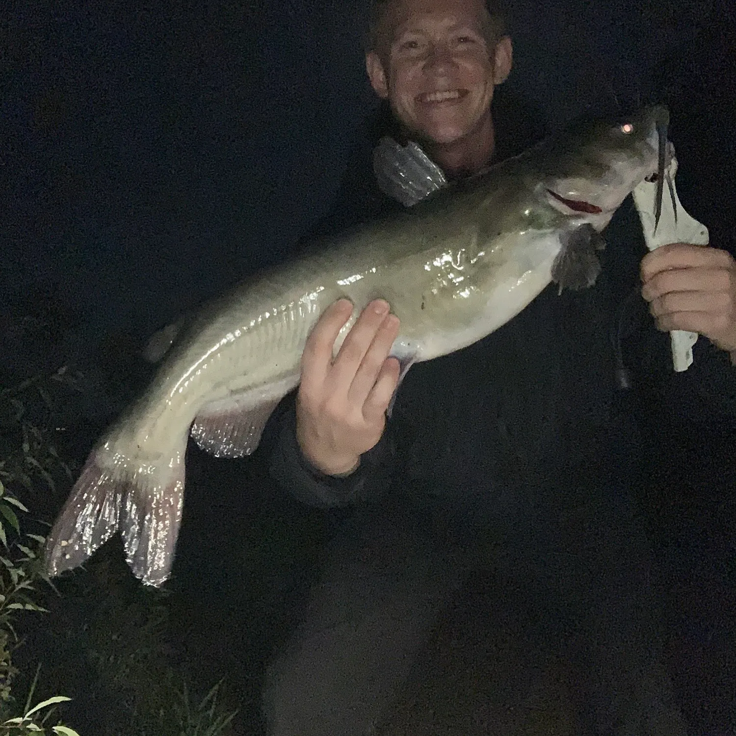 Channel catfish caught on Fishbrain