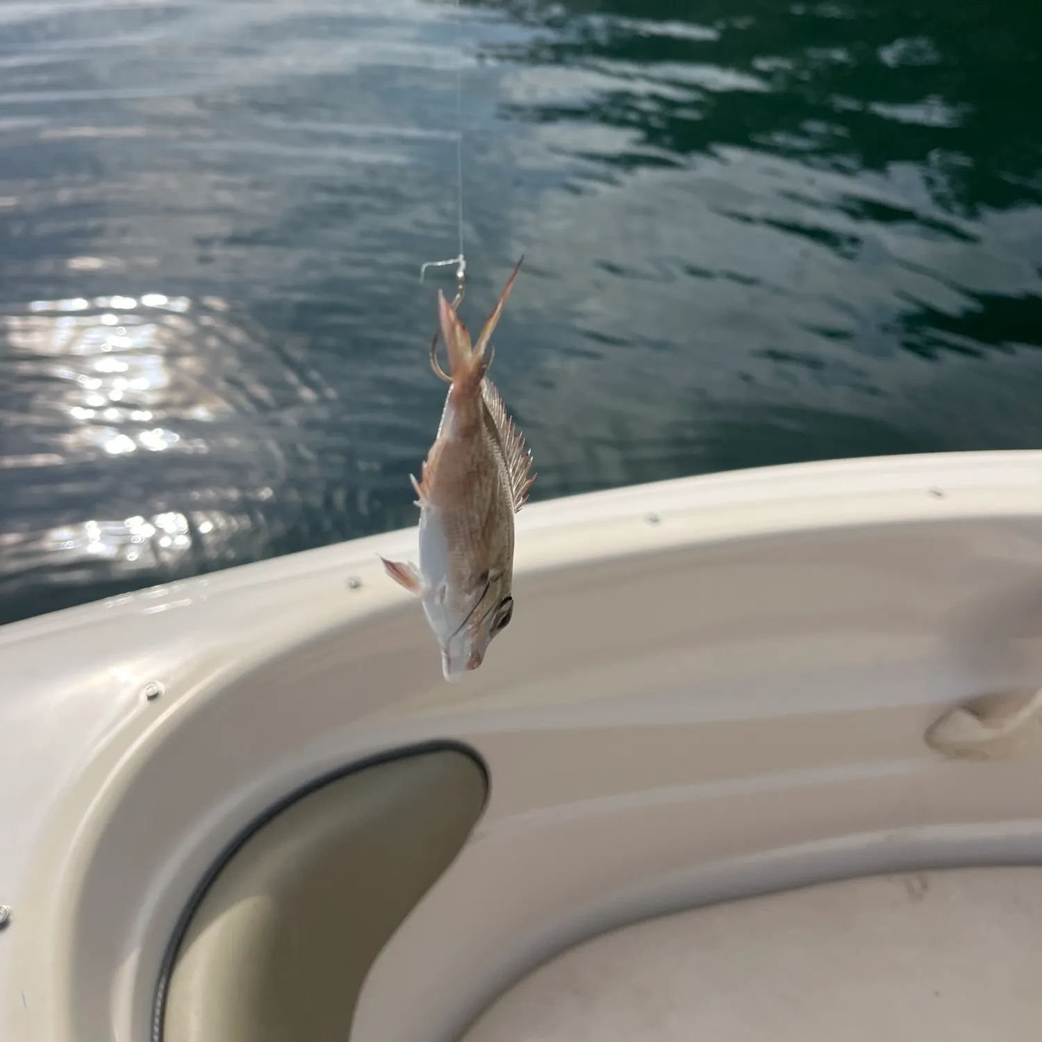 Fish caught on Fishbrain