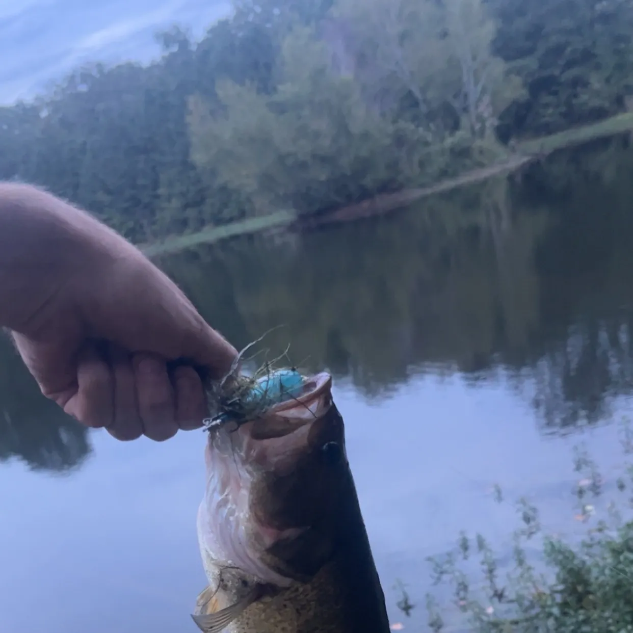 Largemouth bass caught on Fishbrain