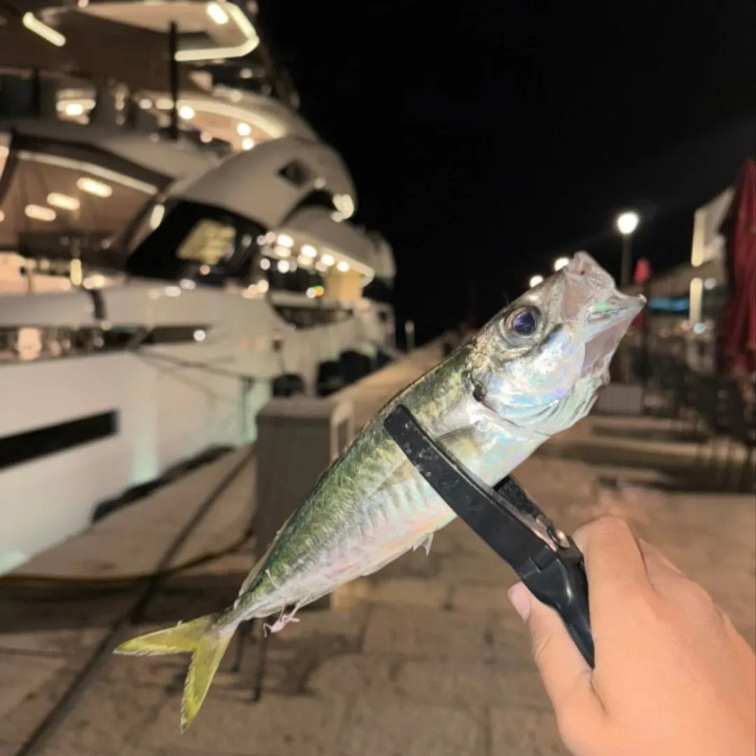 The most recent Greenback horse mackerel catches on Fishbrain