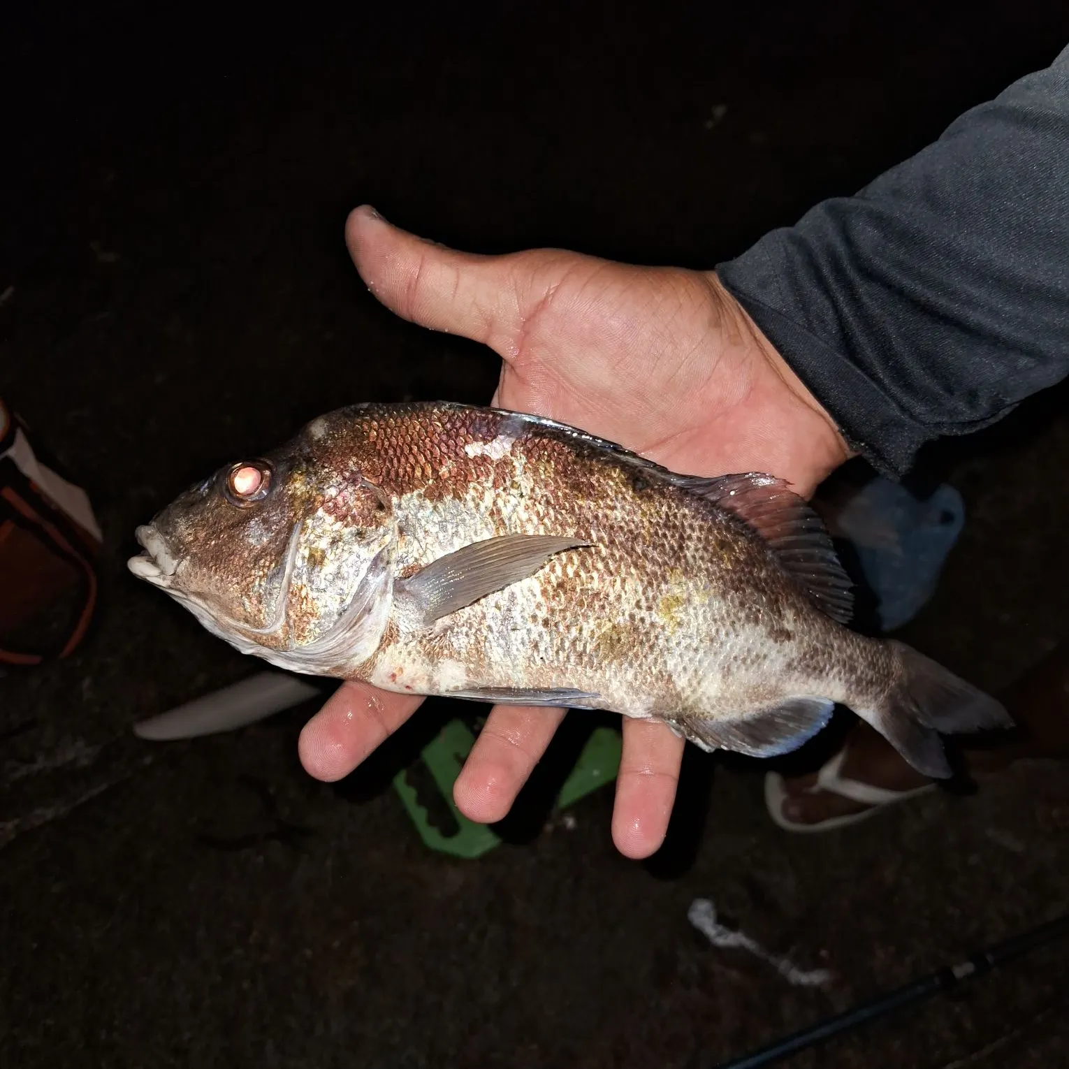 The most recent Black drum catches on Fishbrain
