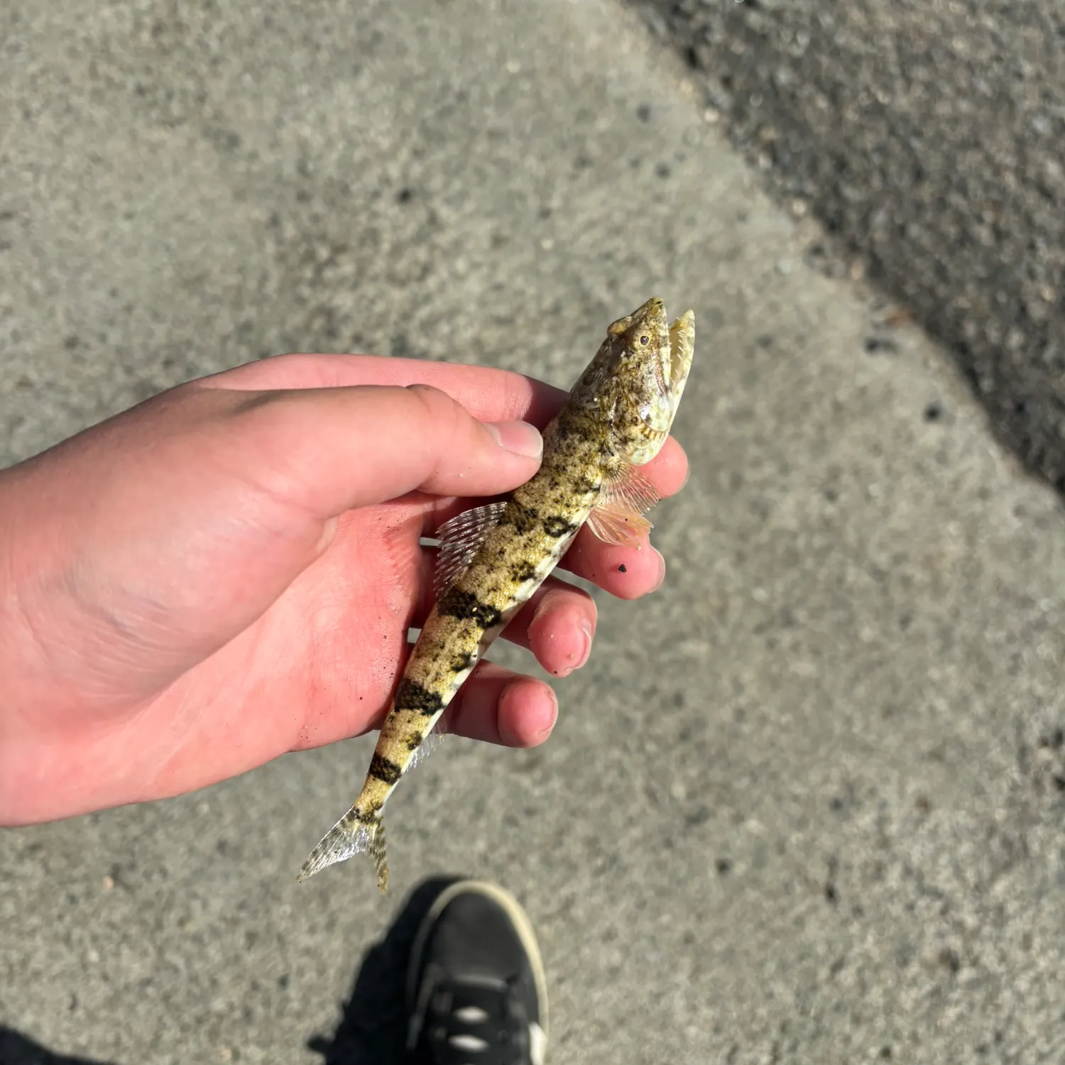 The most recent Atlantic lizardfish catches on Fishbrain