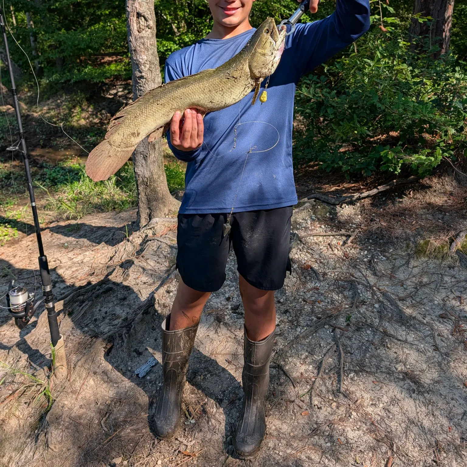 Ruddy bowfin caught on Fishbrain
