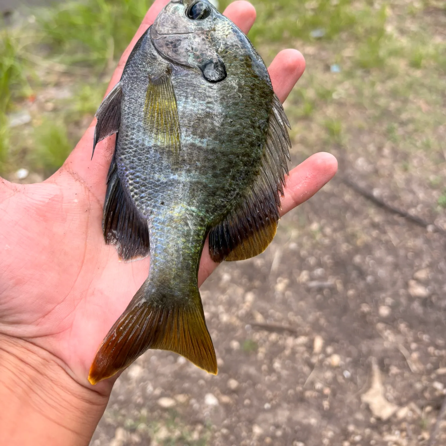 The most recent Coppernose bluegill catches on Fishbrain