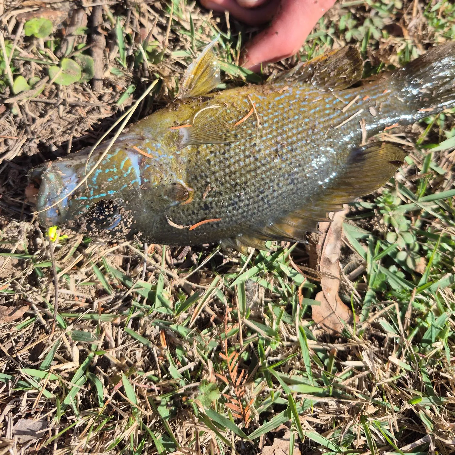 The most recent Green sunfish catches on Fishbrain