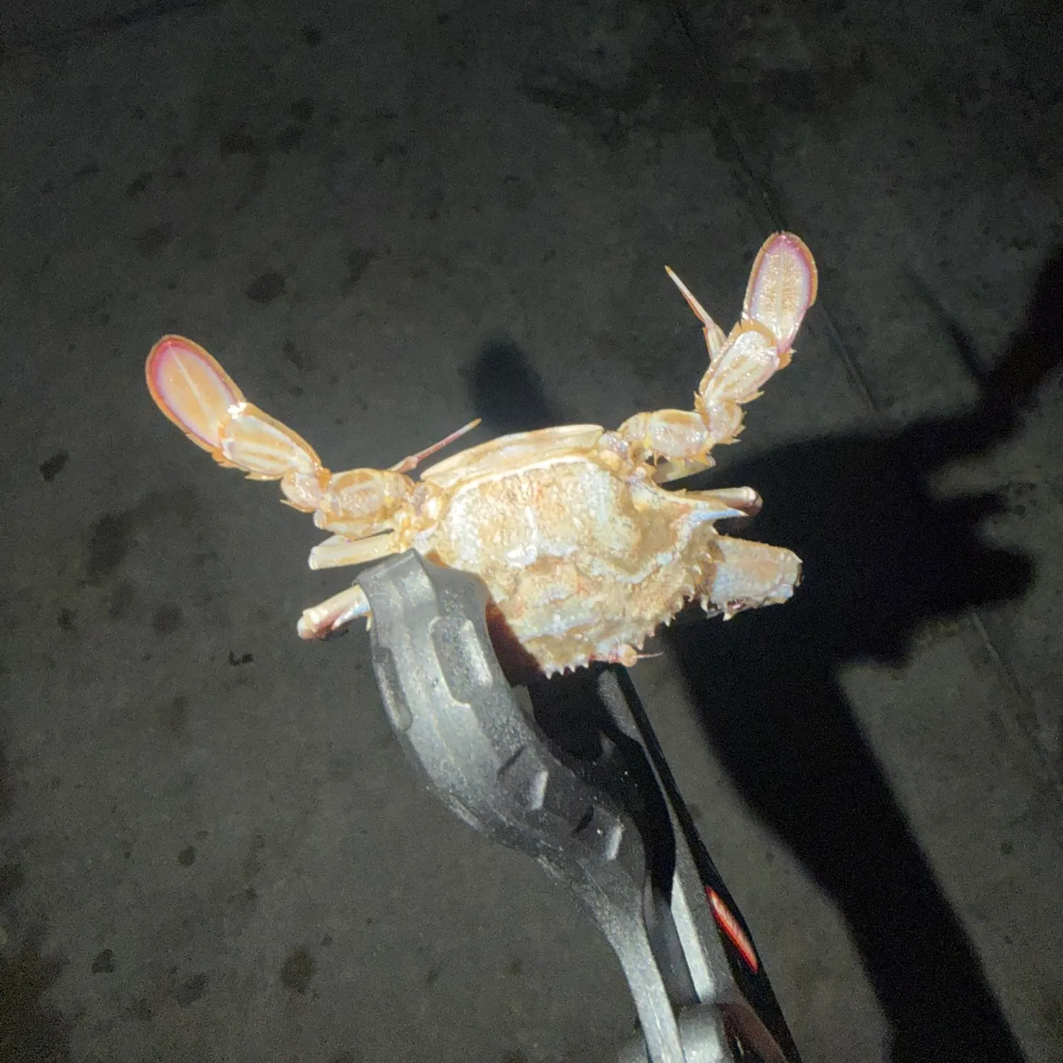 The most recent Threespot swimming crab catches on Fishbrain