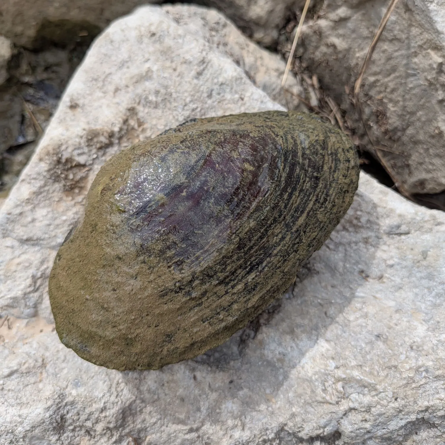 The most recent Ebonyshell mussel catches on Fishbrain