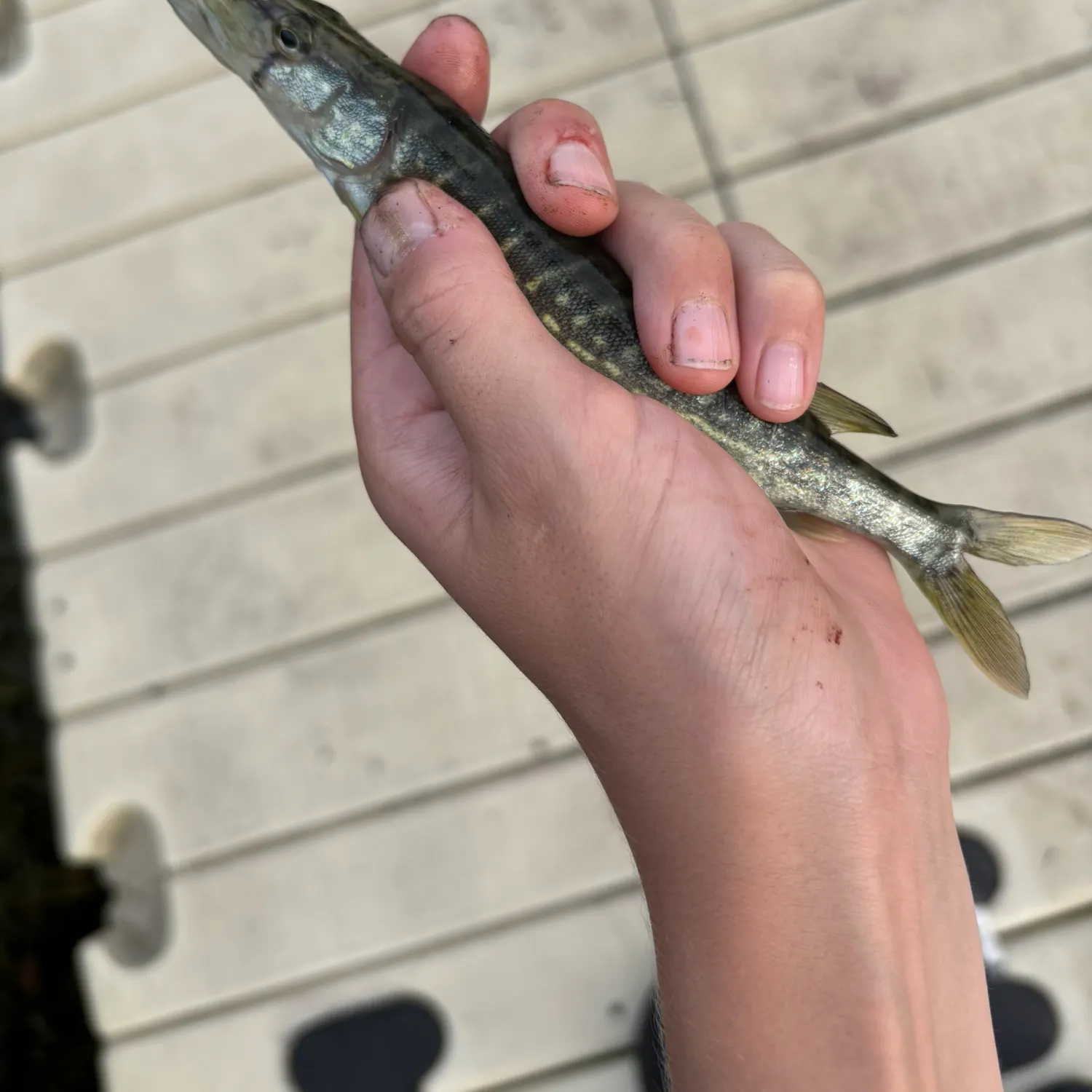 Chain pickerel caught on Fishbrain