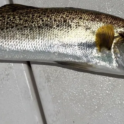 Spotted seatrout caught on Fishbrain