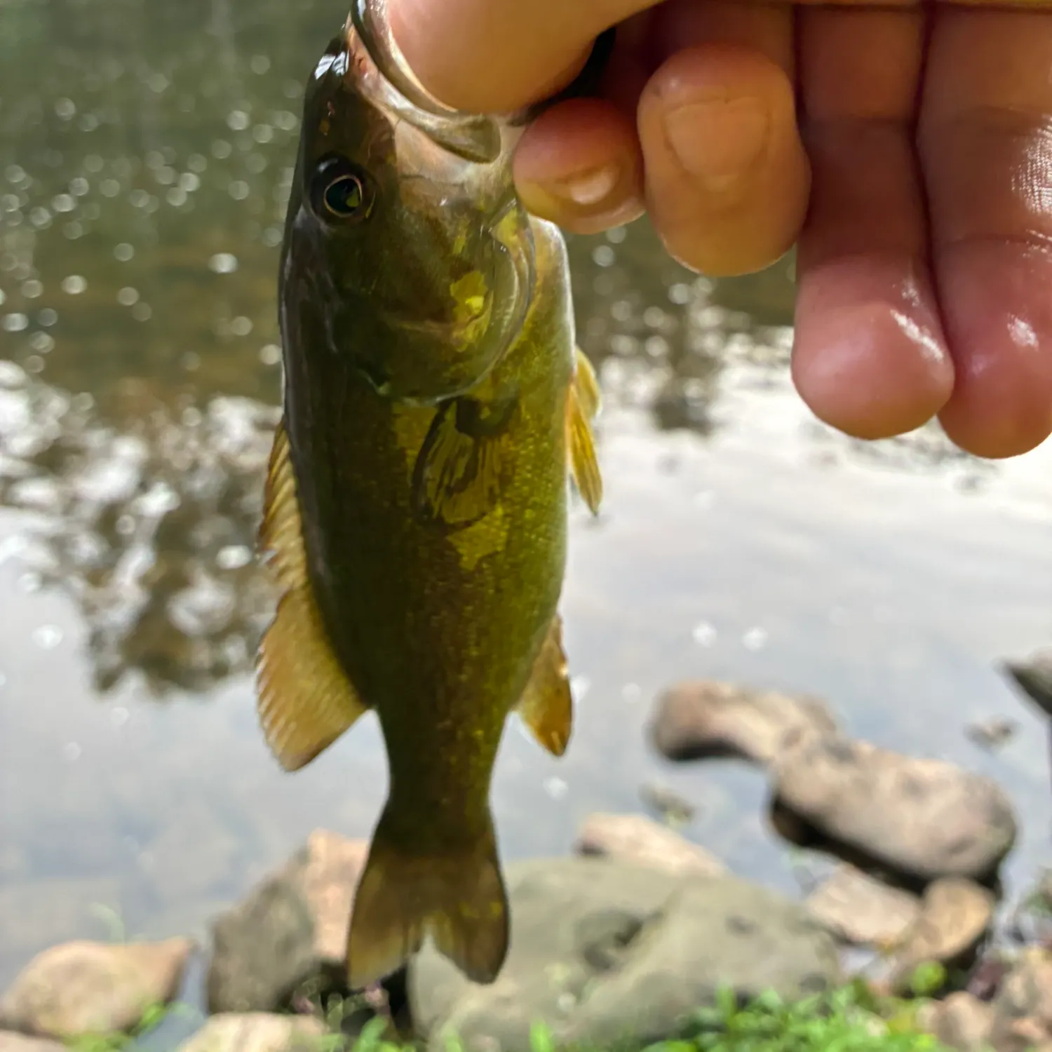 Smallmouth bass caught on Fishbrain