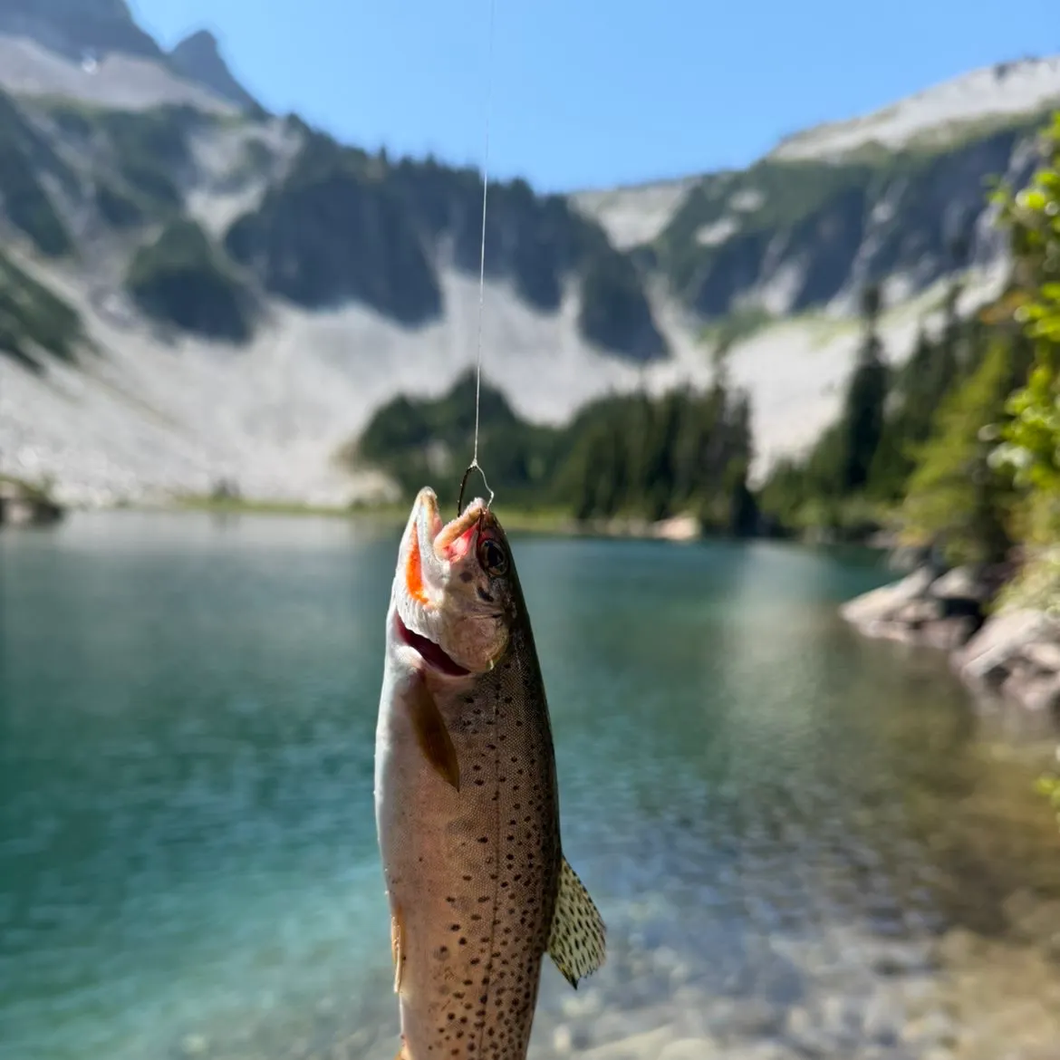The most recent Cutthroat trout catches on Fishbrain
