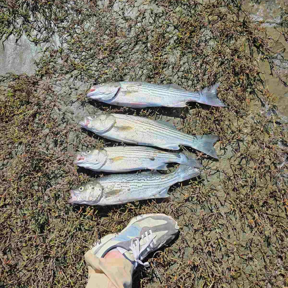 Striped bass caught on Fishbrain