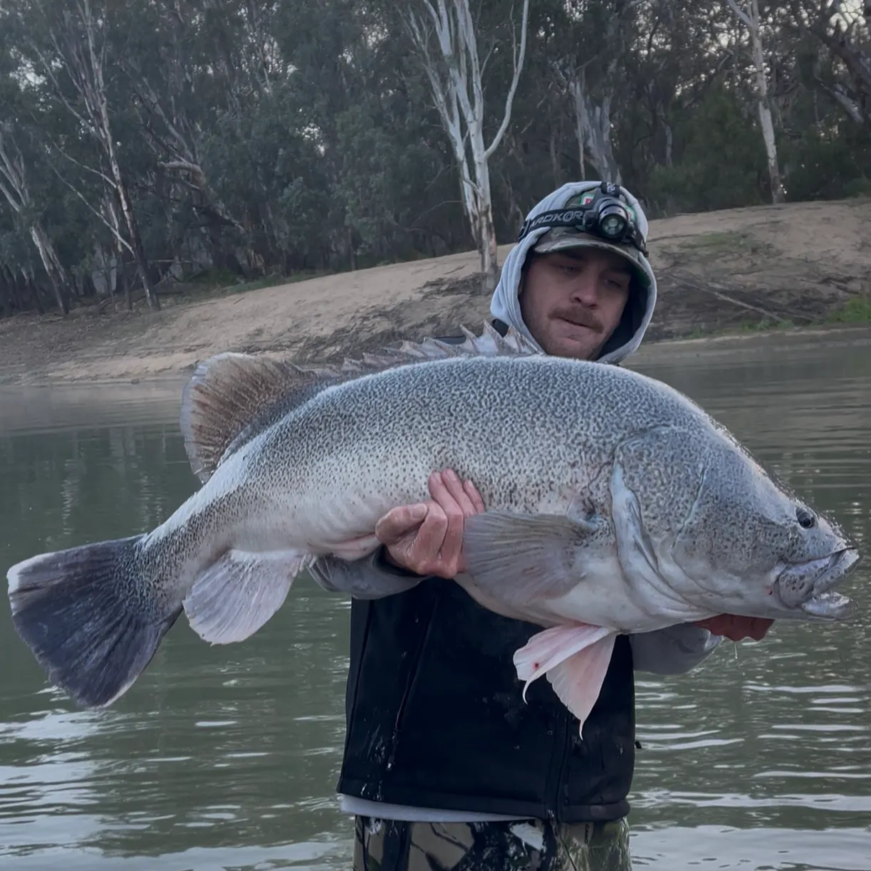 The most recent Murray cod catches on Fishbrain