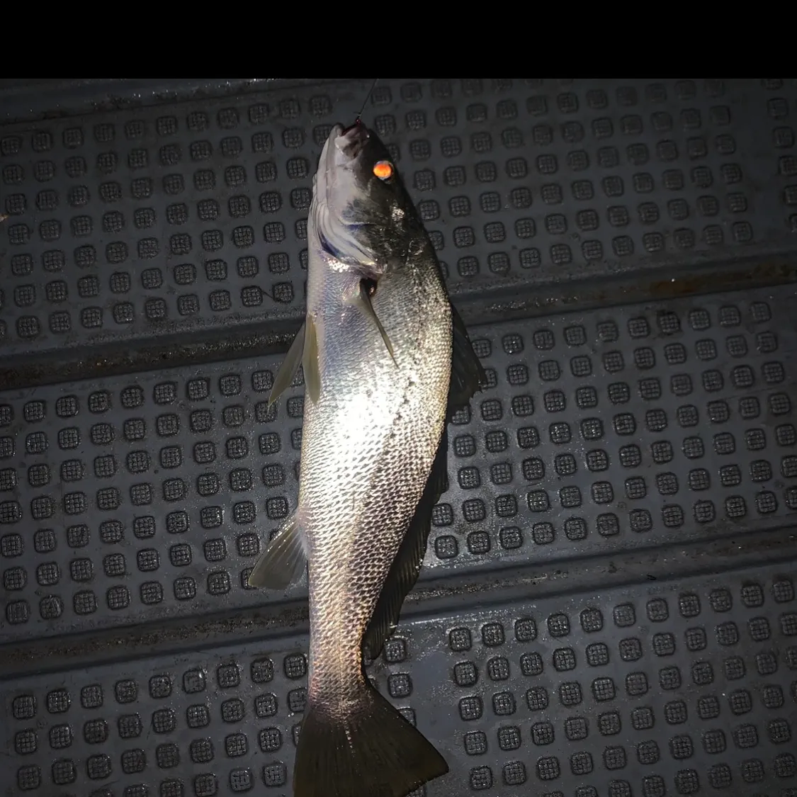 The most recent Japanese meagre catches on Fishbrain