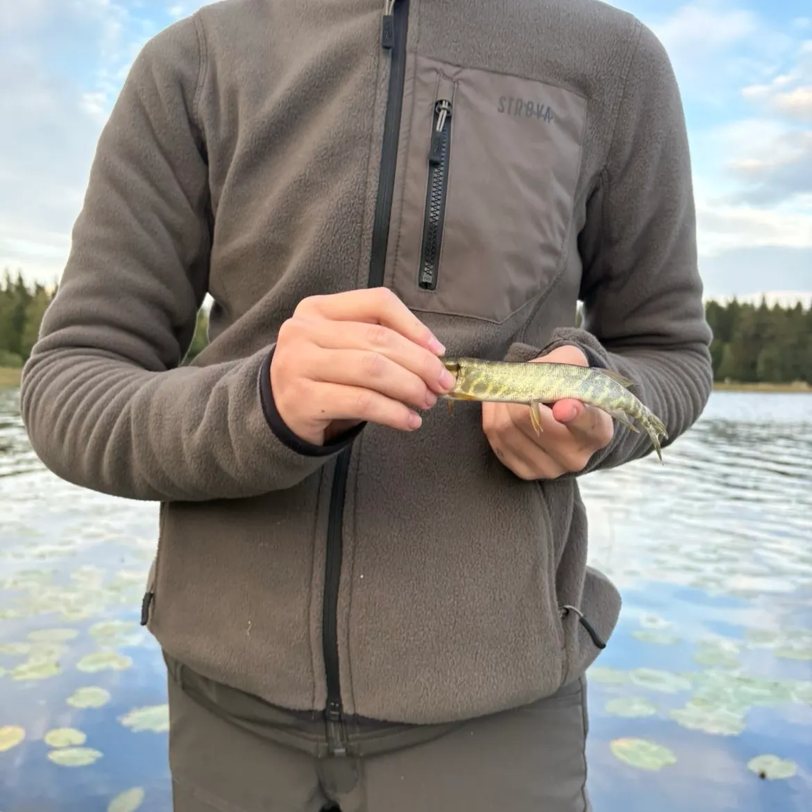 Northern pike caught on Fishbrain