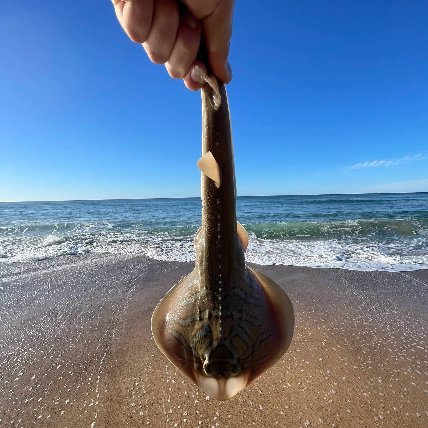 The most recent Southern fiddler catches on Fishbrain