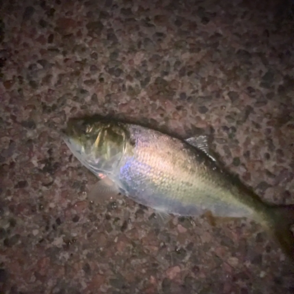 Gulf menhaden caught on Fishbrain