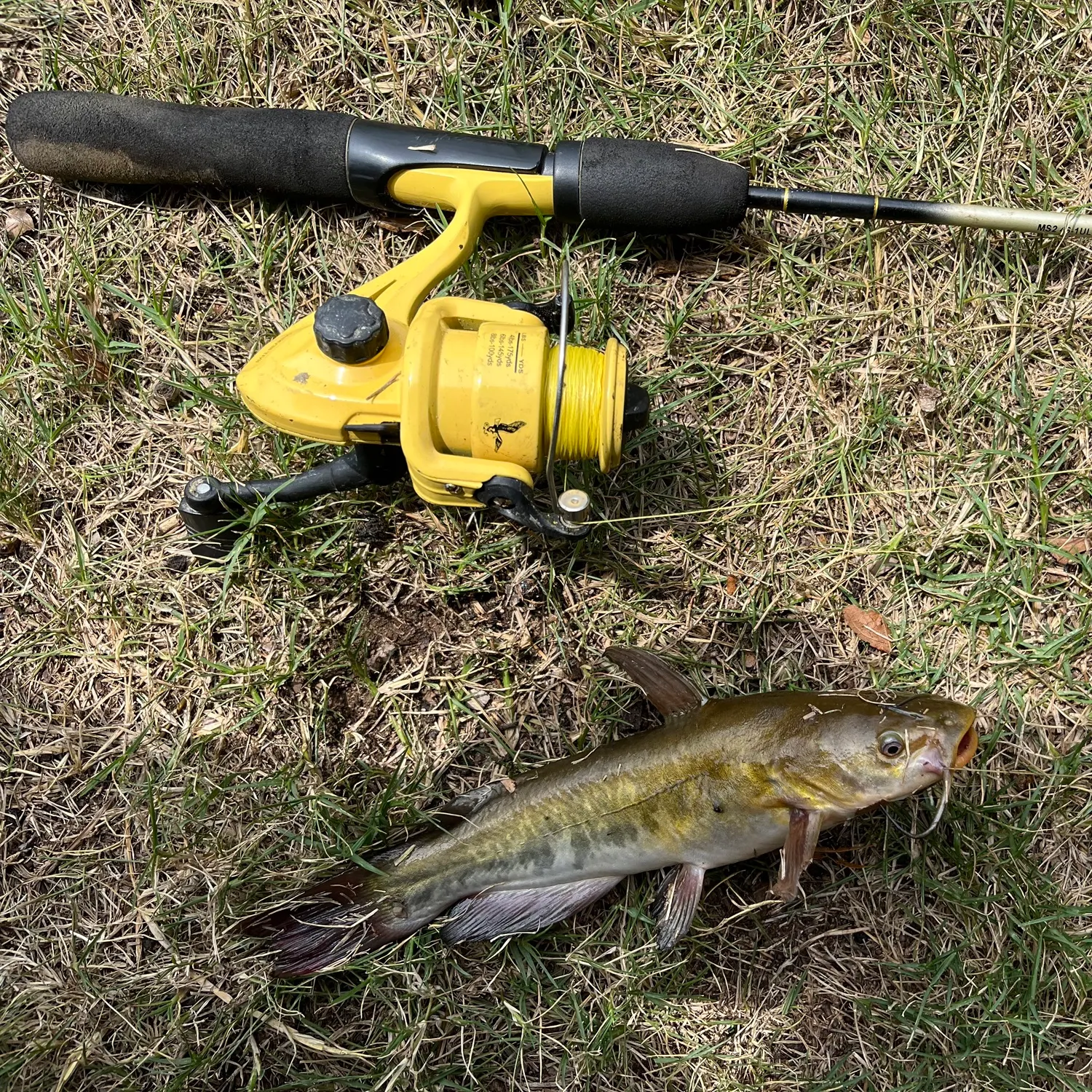 Yellow bullhead caught on Fishbrain