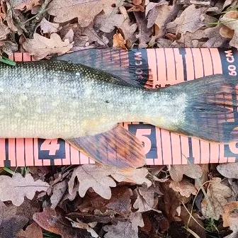 The most recent Northern pike catches on Fishbrain