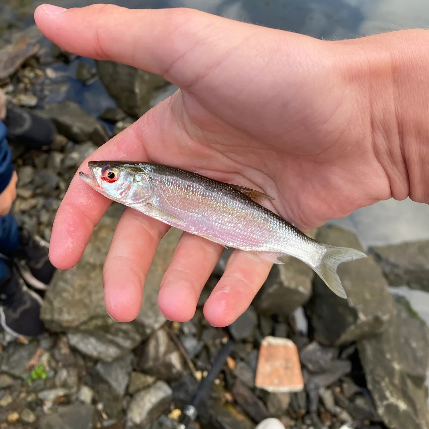 Common bleak caught on Fishbrain