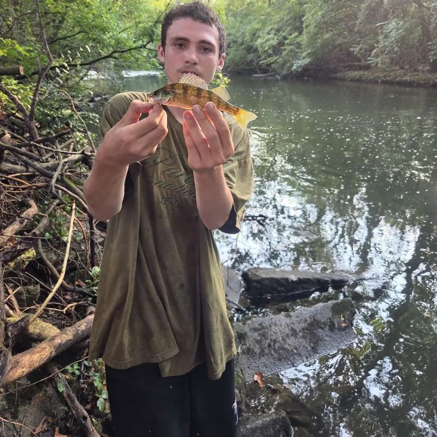 Yellow perch caught on Fishbrain