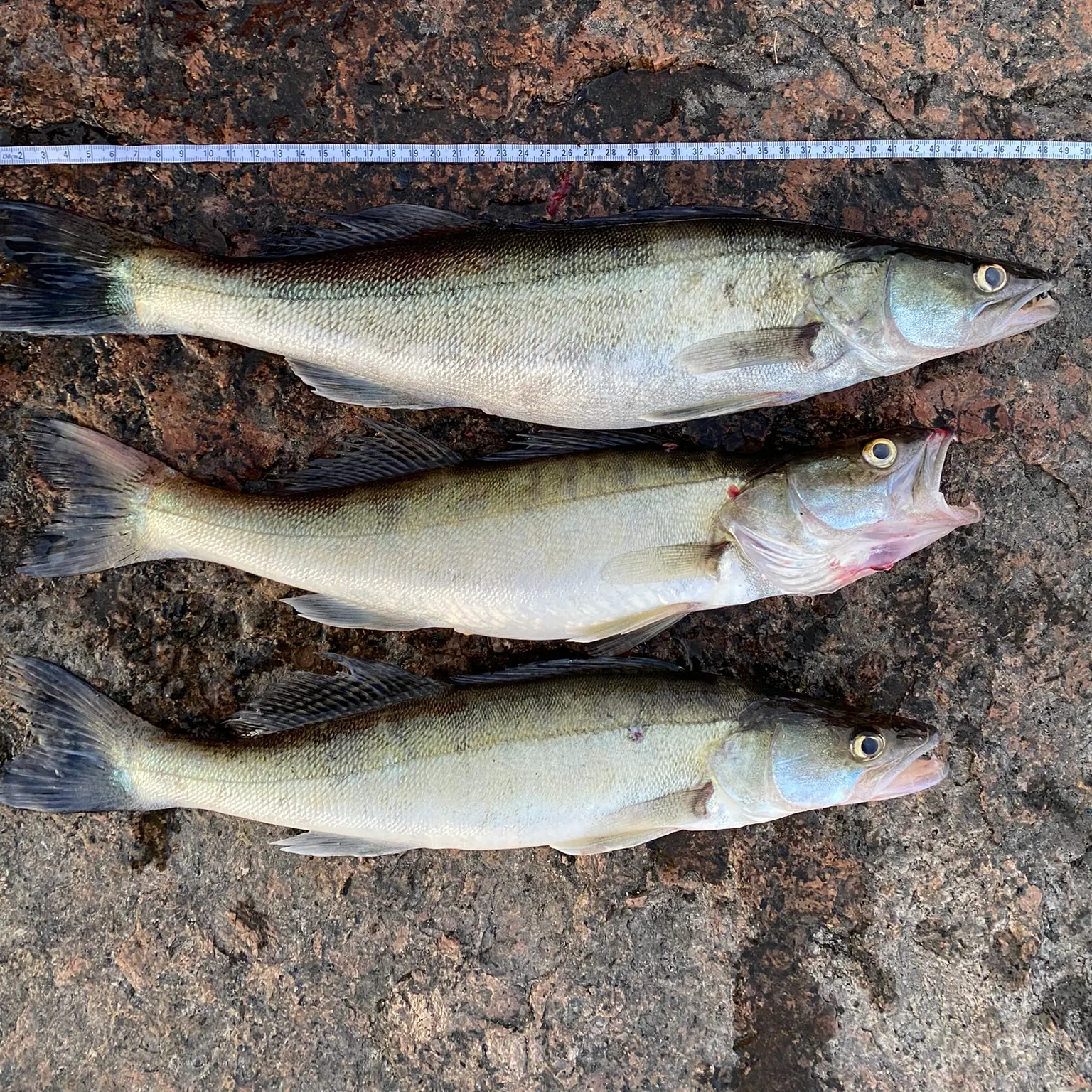 The most recent Zander catches on Fishbrain