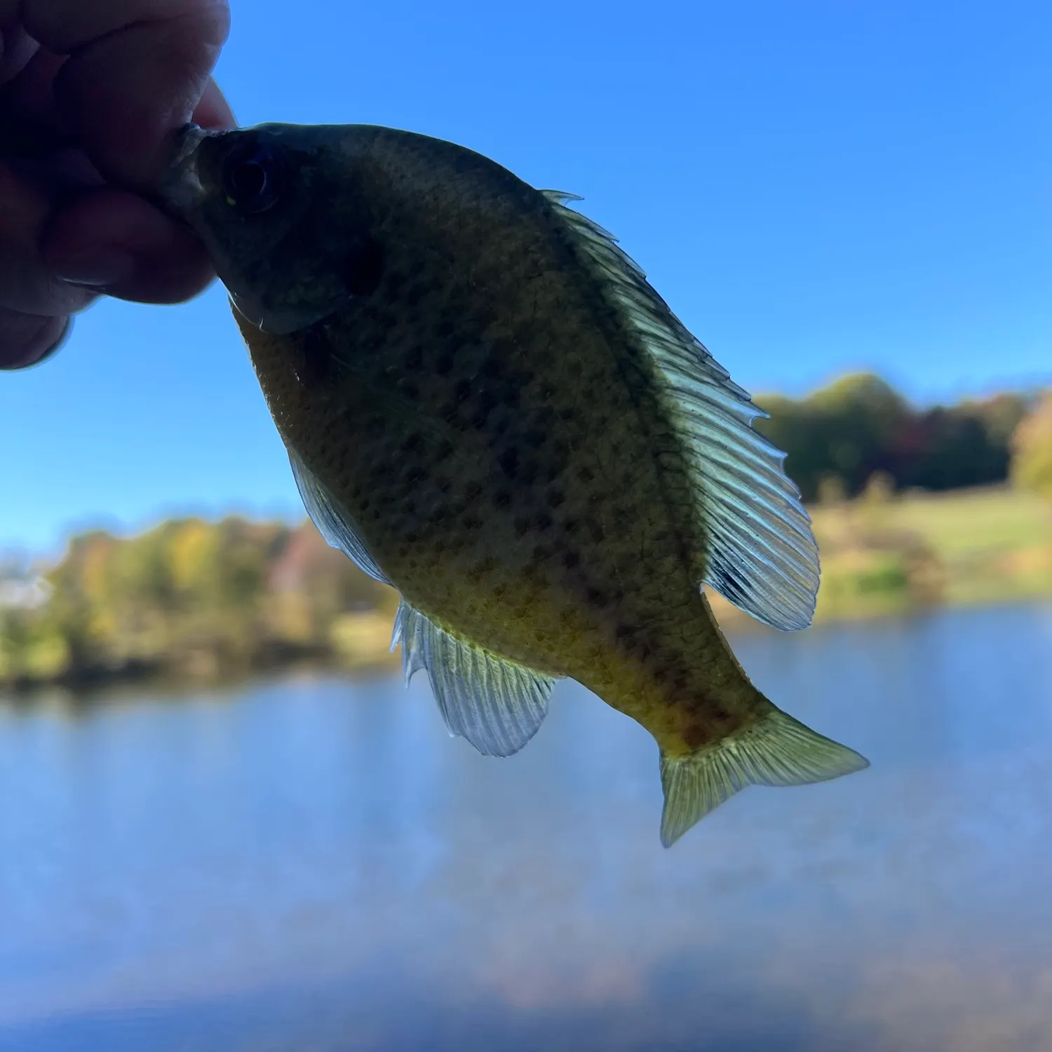 Bluegill caught on Fishbrain