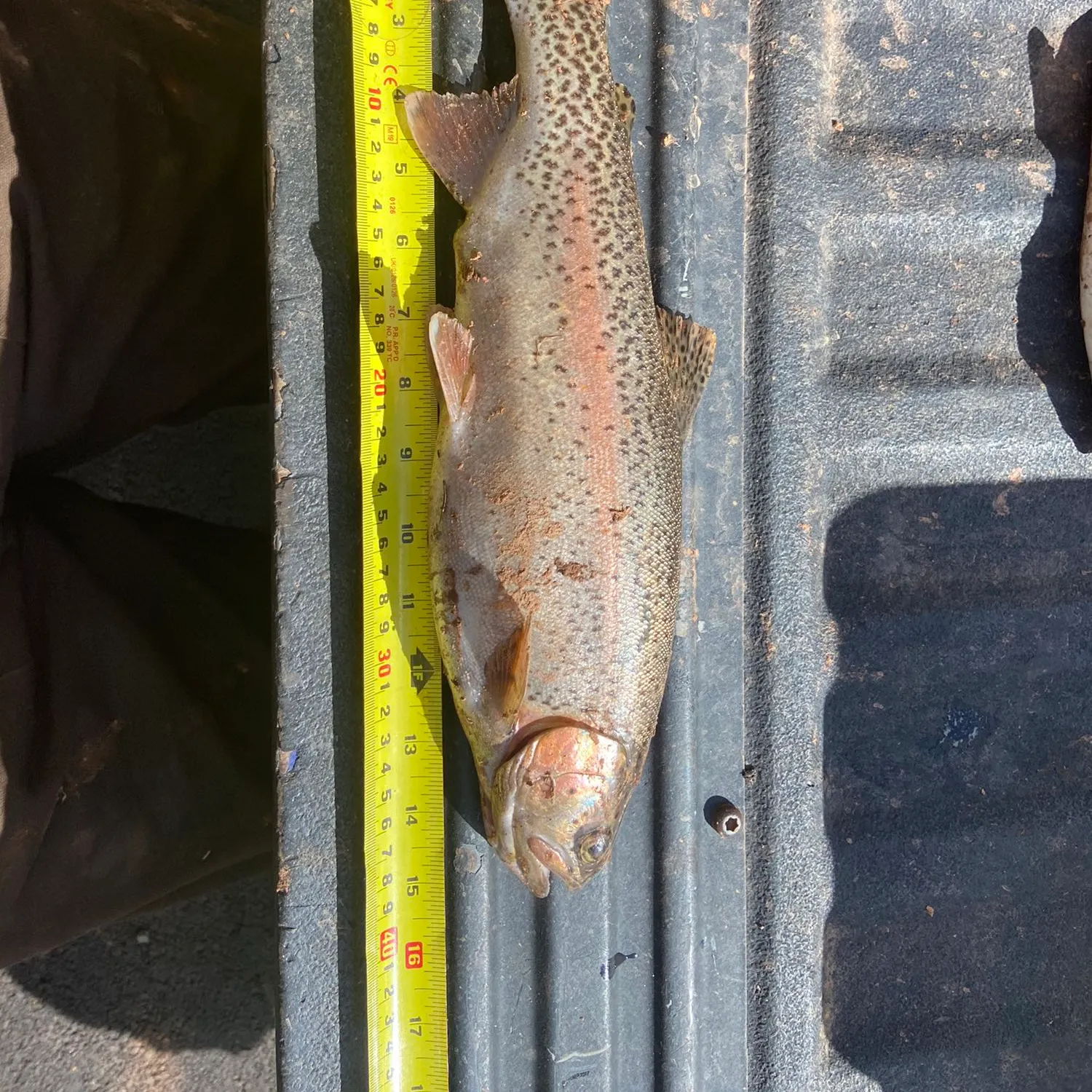 angler catch