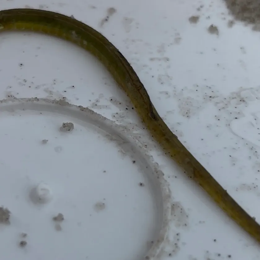 The most recent Dusky pipefish catches on Fishbrain