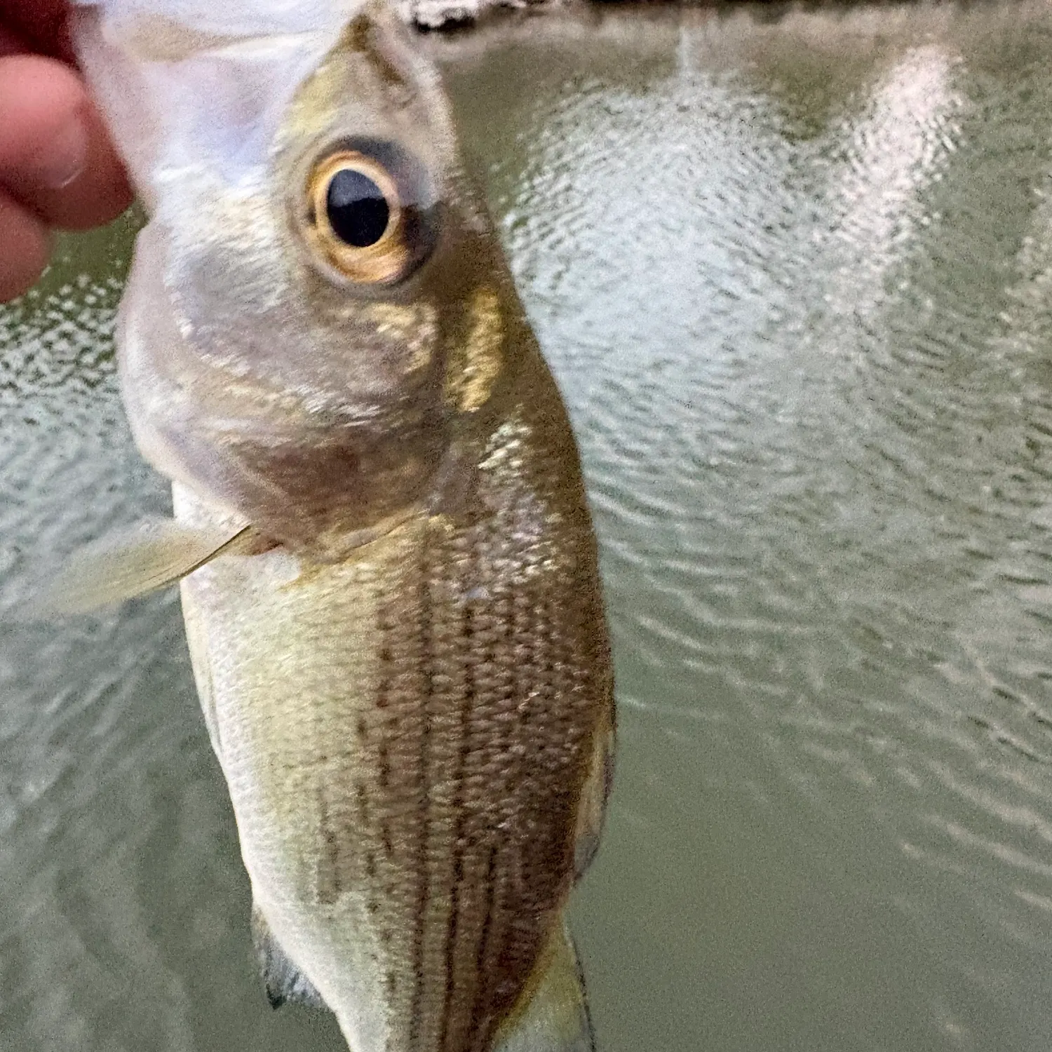 White bass caught on Fishbrain