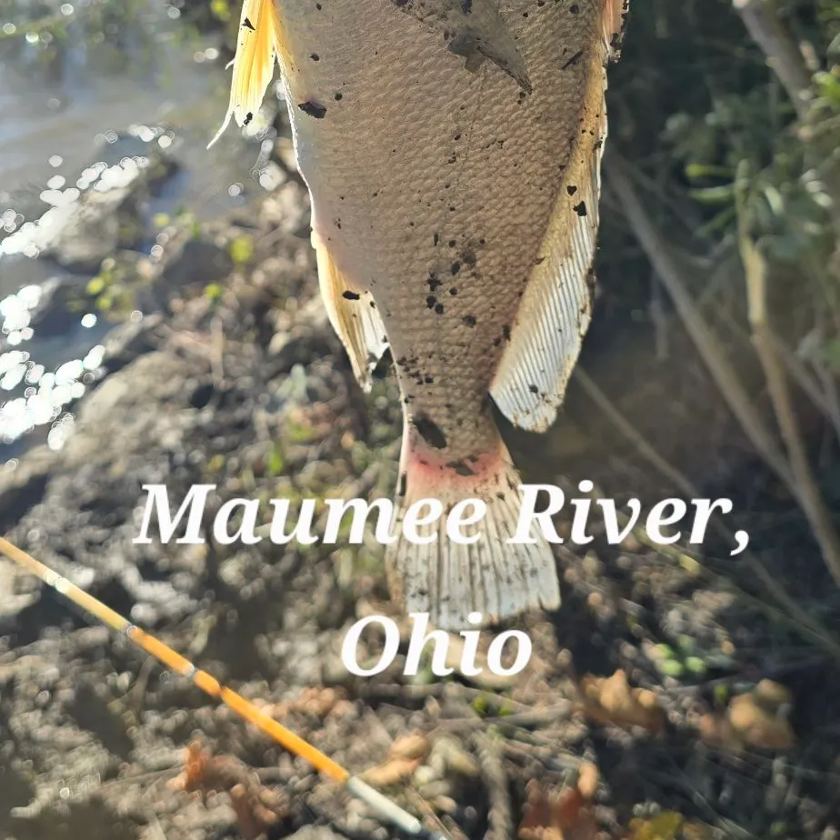 Freshwater drum caught on Fishbrain