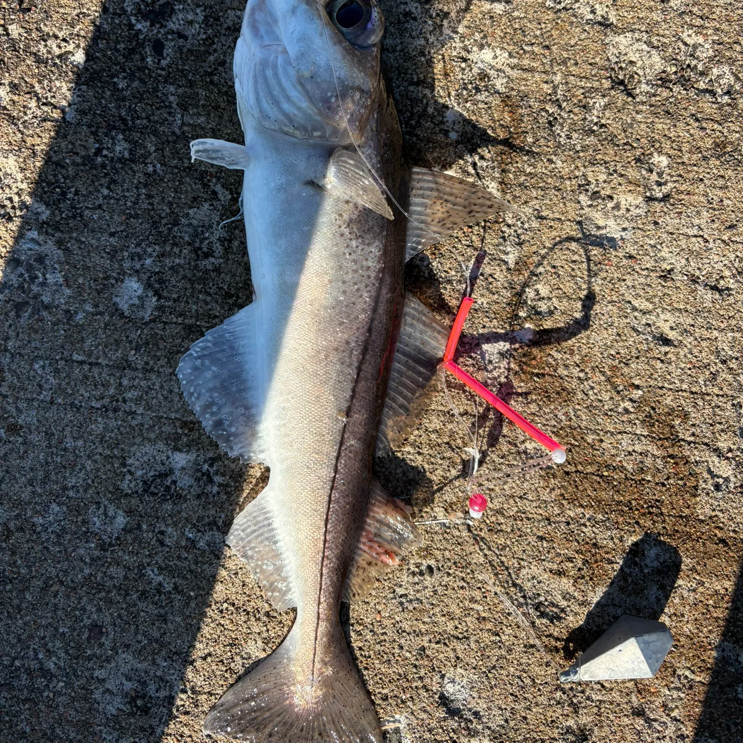 The most recent Haddock catches on Fishbrain