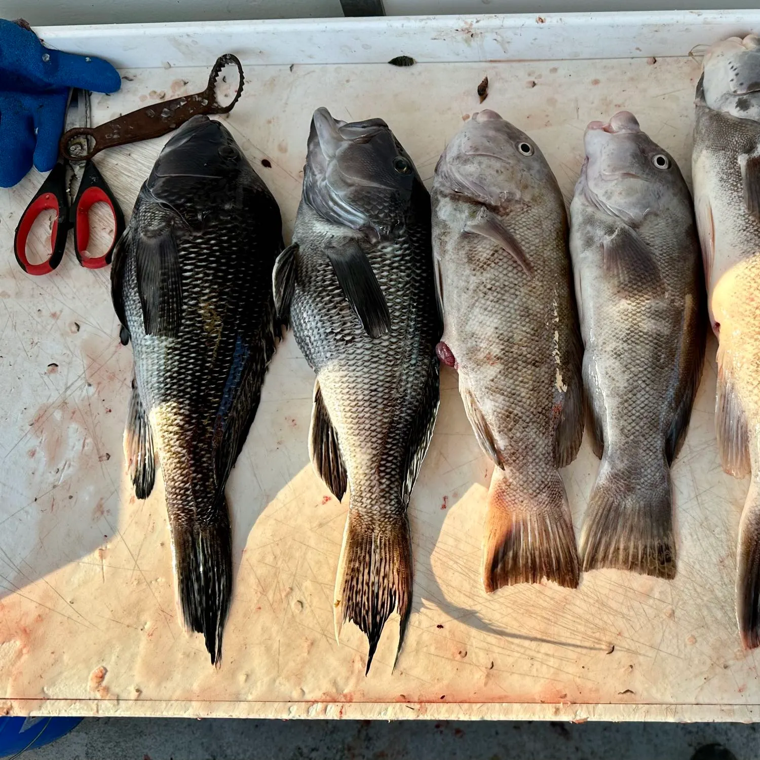 recently logged catches