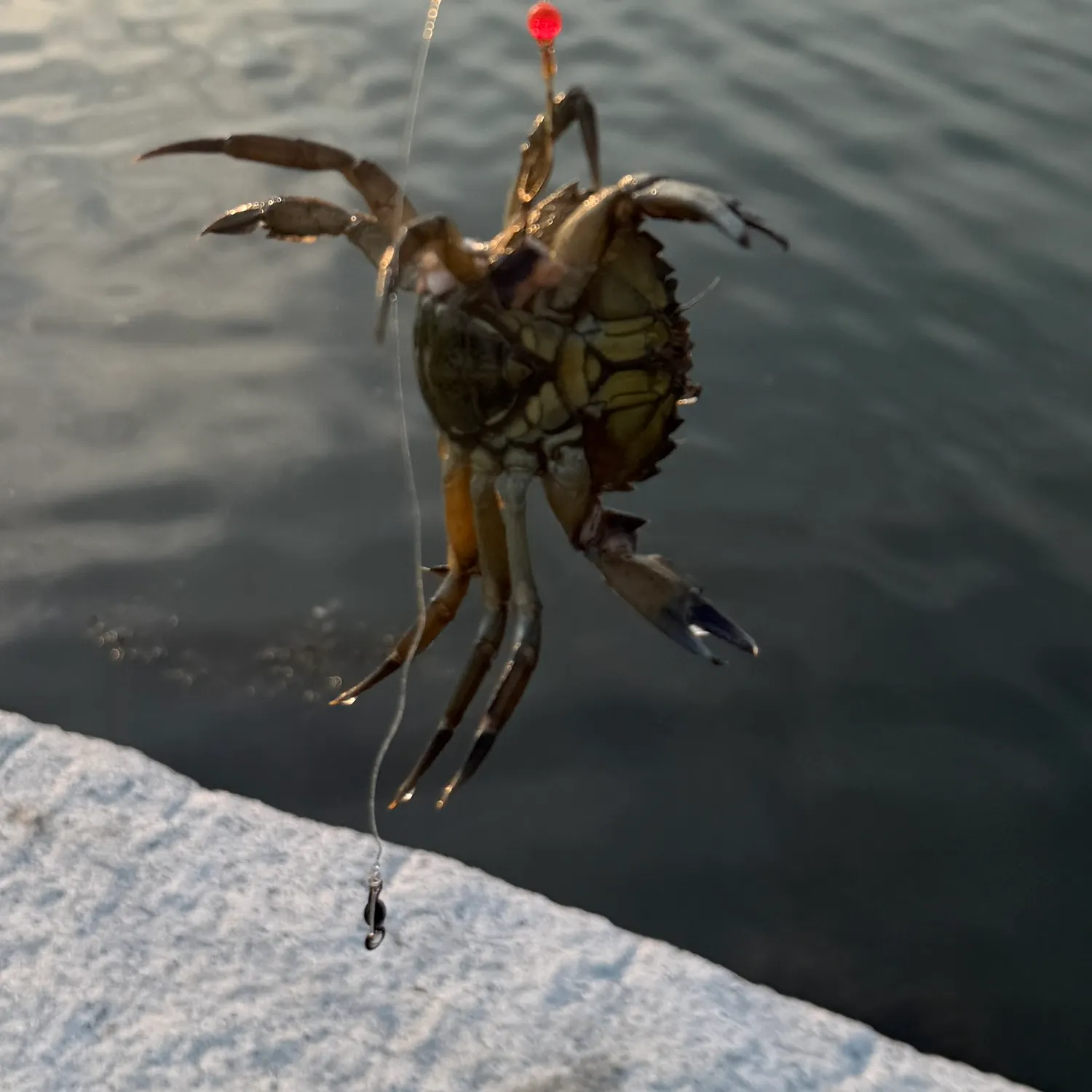 The most recent Green crab catches on Fishbrain
