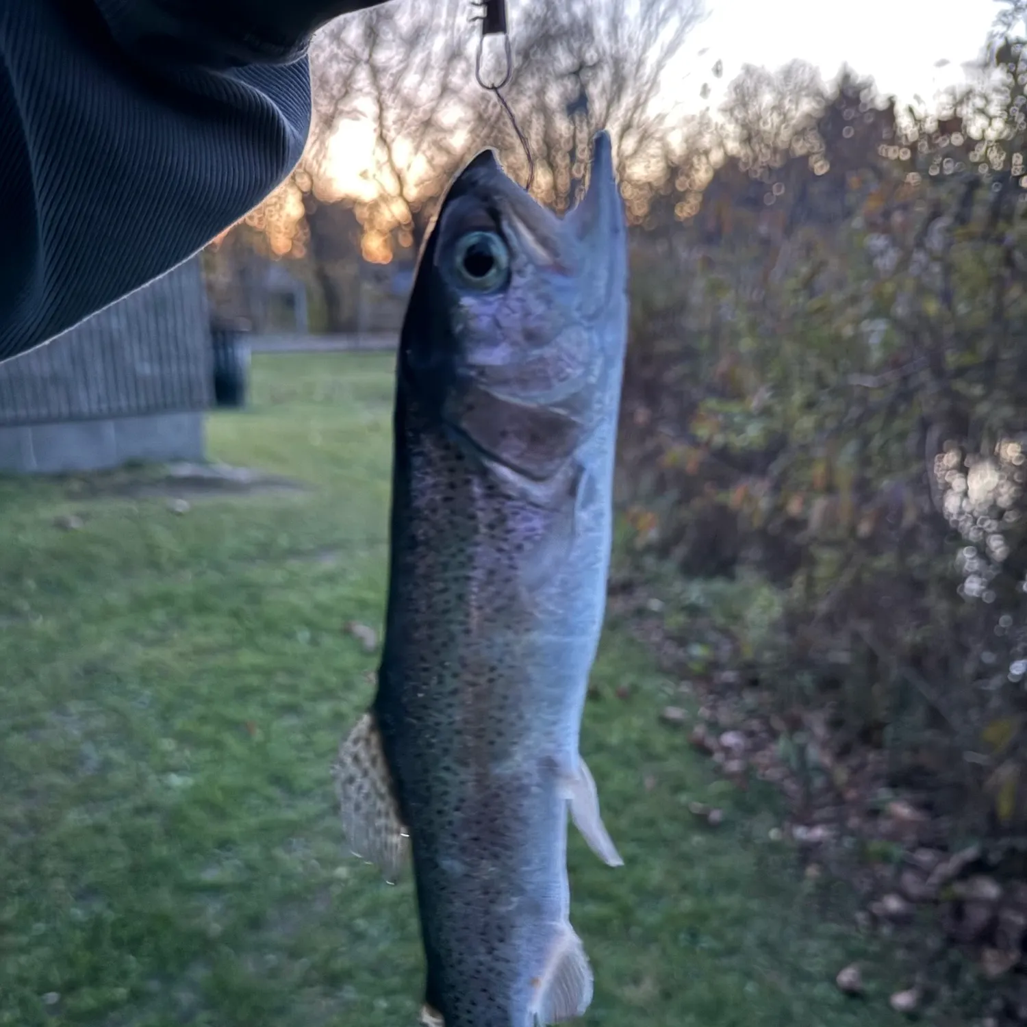 Rainbow trout caught on Fishbrain