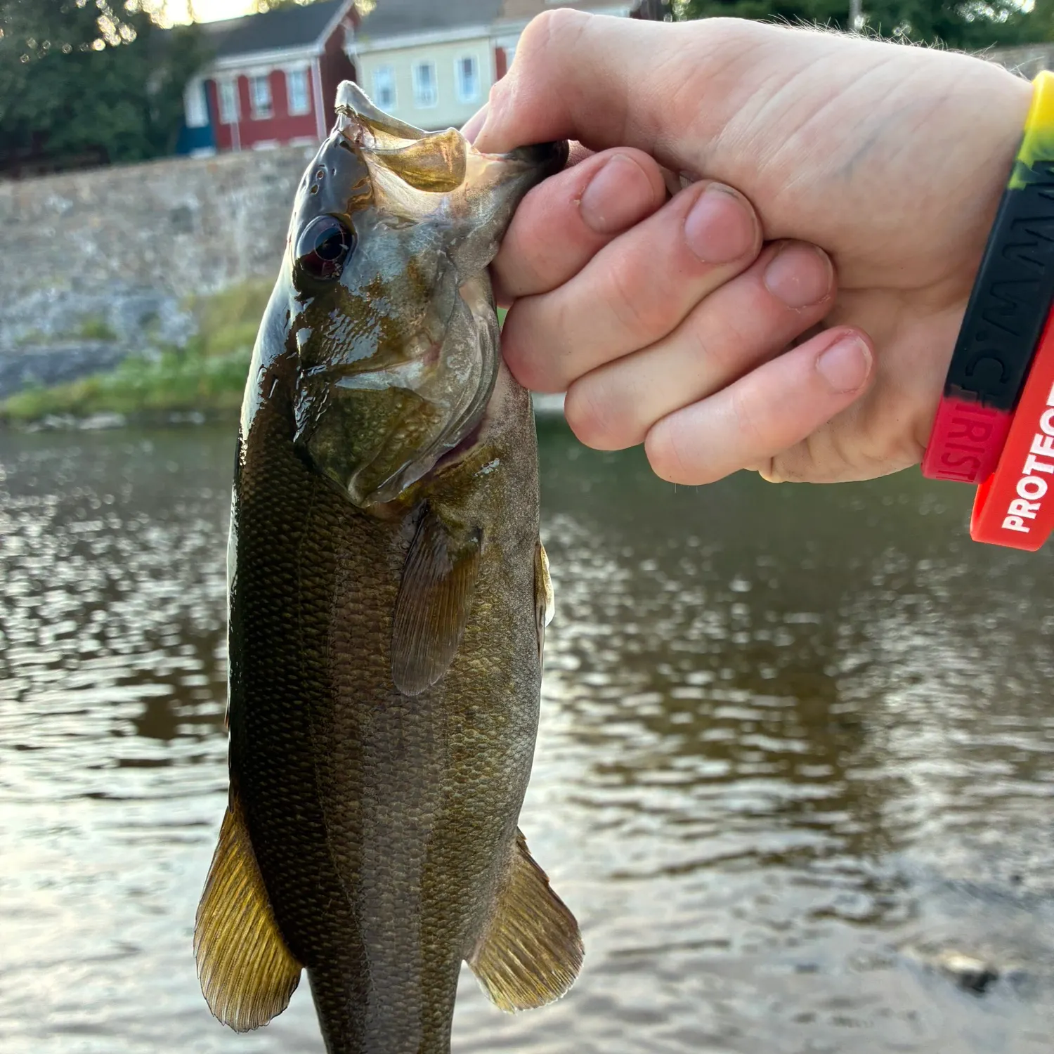 Smallmouth bass caught on Fishbrain