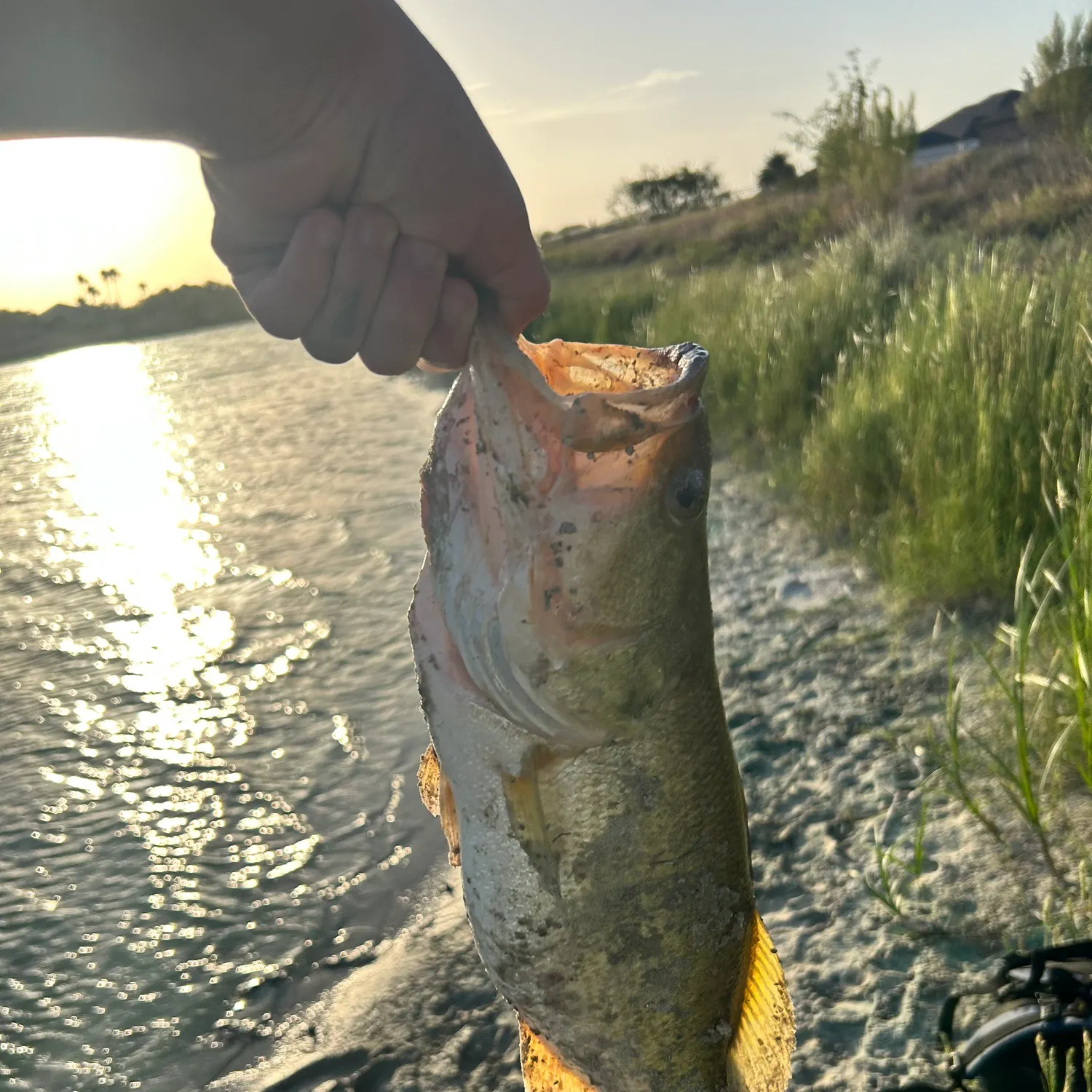 The most recent Florida bass catches on Fishbrain