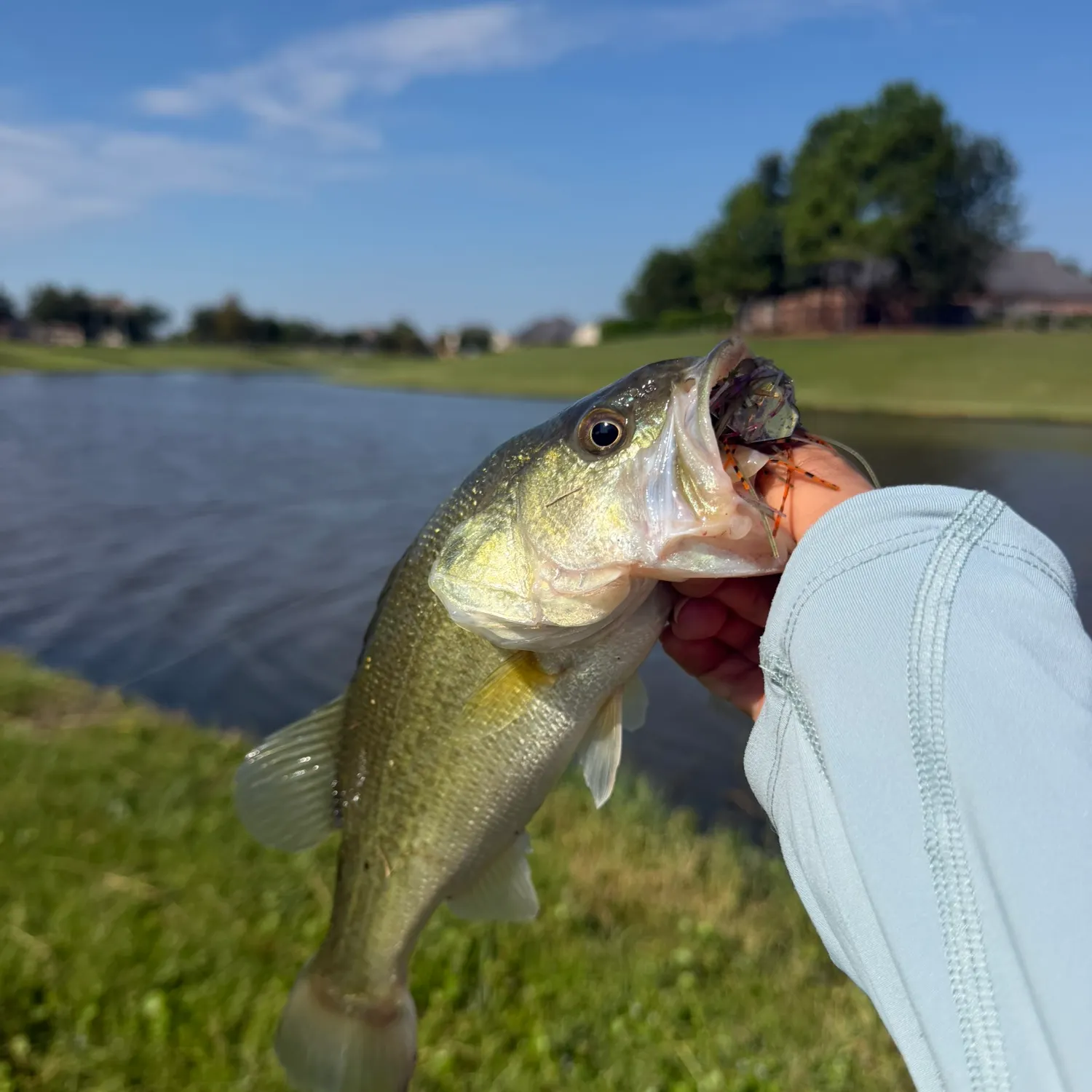 Largemouth bass caught on Fishbrain