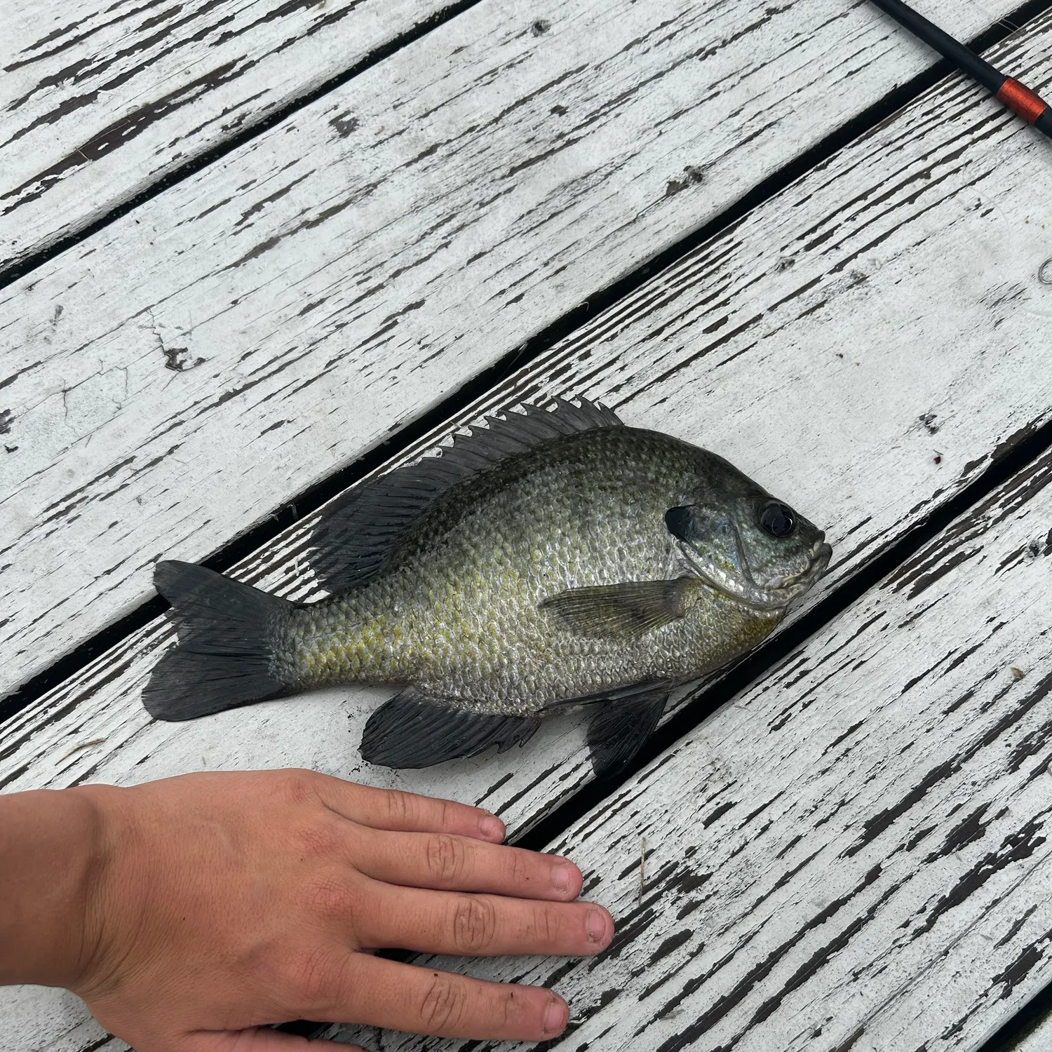 Bluegill caught on Fishbrain