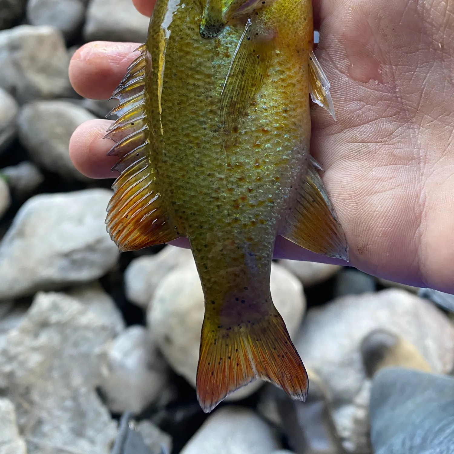 Redbreast sunfish caught on Fishbrain