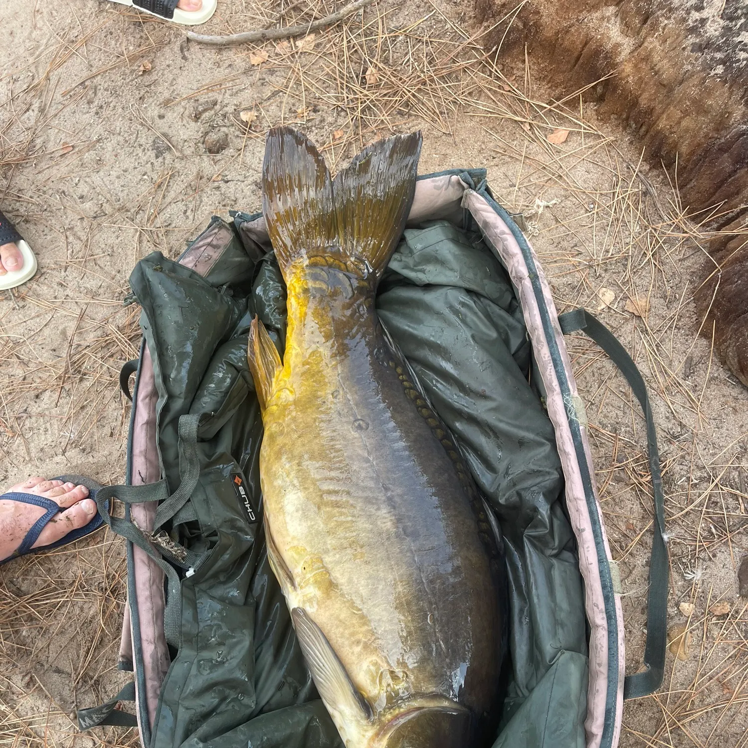 Leather carp caught on Fishbrain