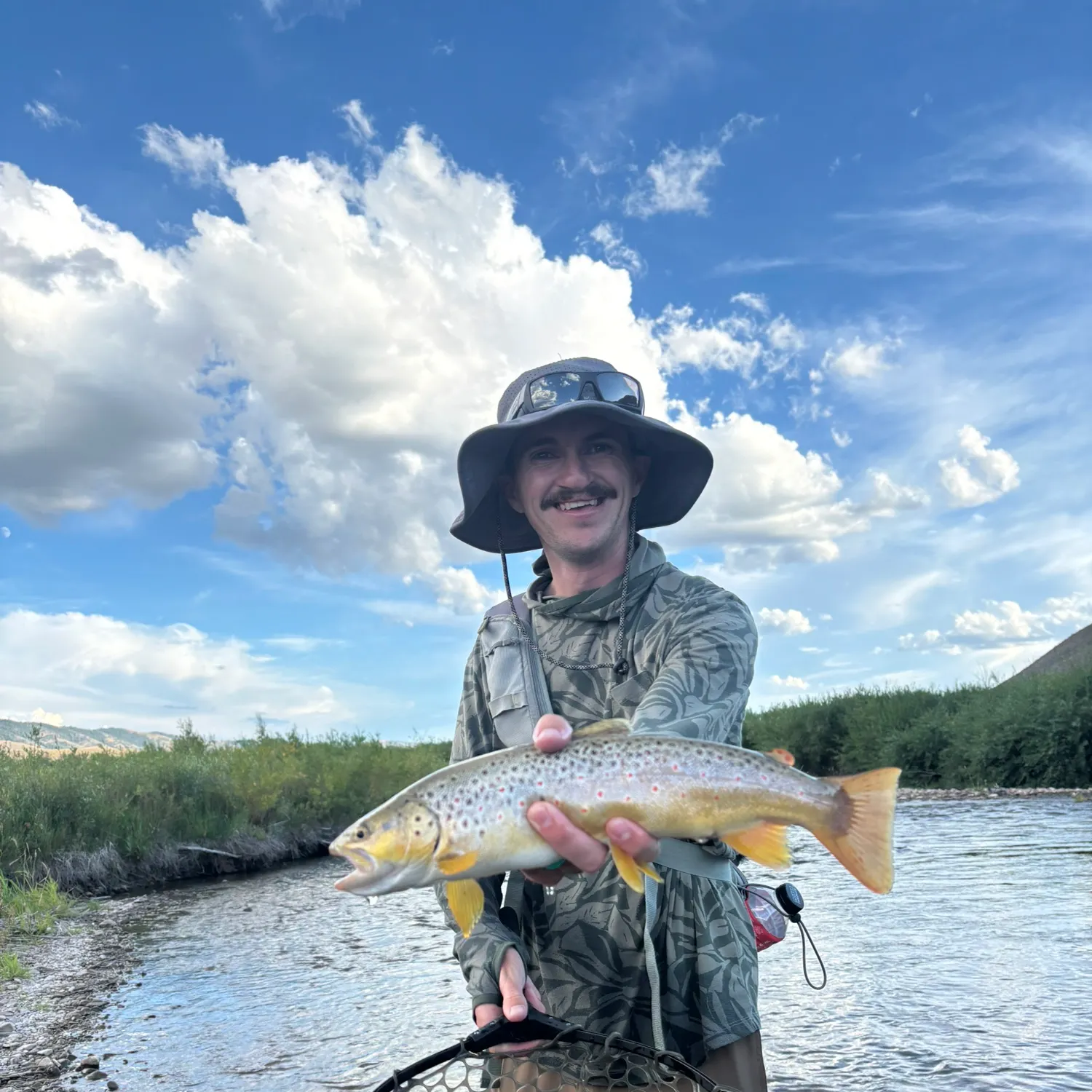 Brown trout caught on Fishbrain