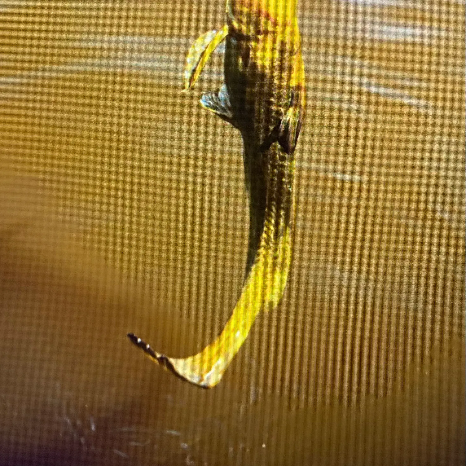 The most recent Whiptail catfish catches on Fishbrain