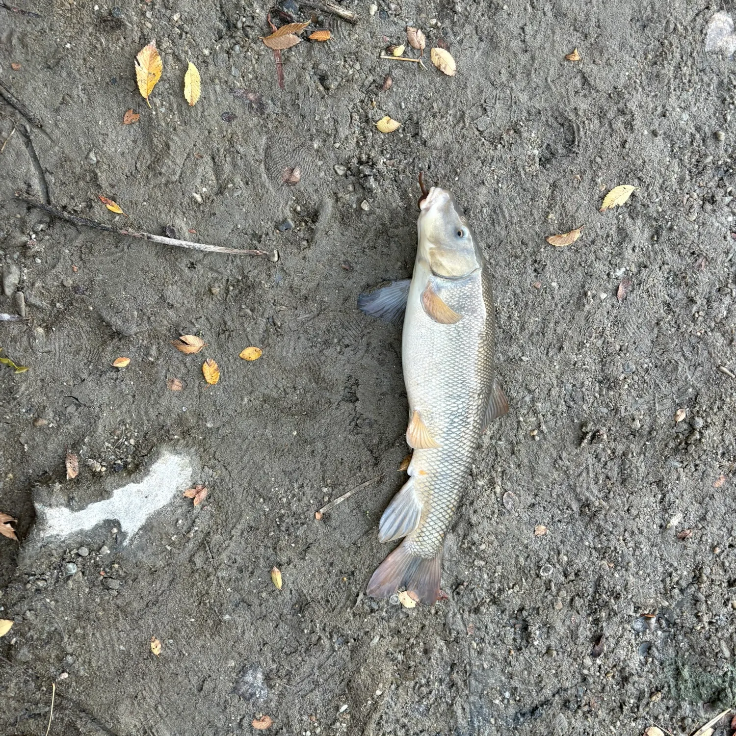 The most recent Utah sucker catches on Fishbrain